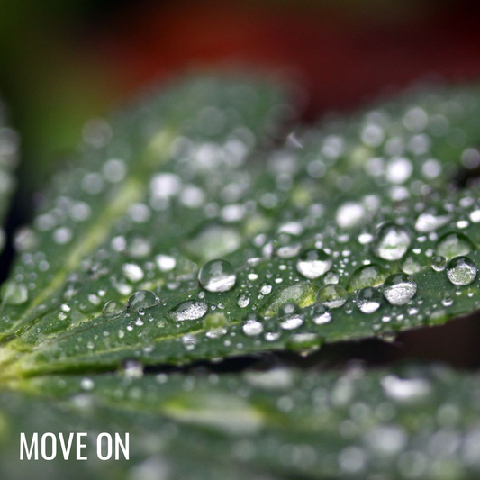 Colin Stauber - Move On [Digital Download]